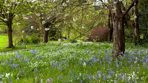 Bluebells flower under blossom trees in a quiet corner of the garden at Dunster Castle, Somerset